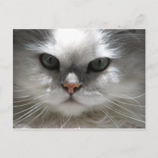 Chinchilla Persian Cat Briefkaart