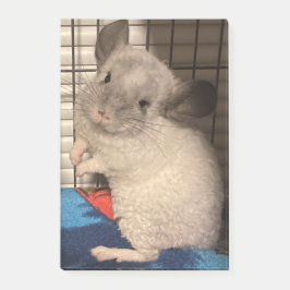 Chinchilla Post-it® Notes
