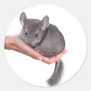 chinchilla ronde sticker