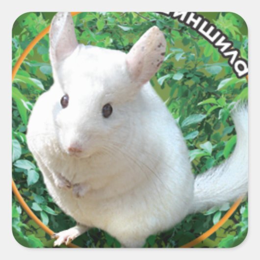 Chinchilla Vierkante Sticker (Voorkant)