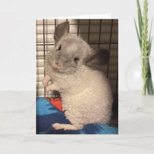 Chinchilla vouwen wenskaart kaart