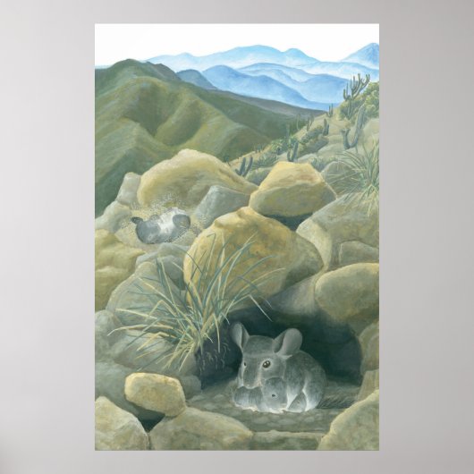 Chinchillas in de Wilde Poster (Voorkant)