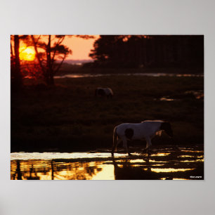 Chincoteague die op zonsondergang in water loopt poster