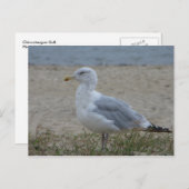 Chincoteague Gull Briefkaart (Voorkant / Achterkant)