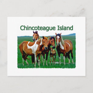 Chincoteague Island (pony's) Briefkaart