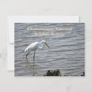 Chincoteague National Wildlife Great Heron Egret Briefkaart