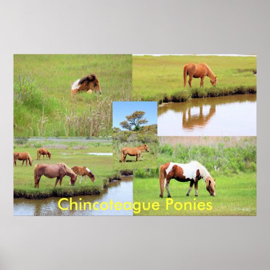 Chincoteague Ponies Collage Poster (Voorkant)