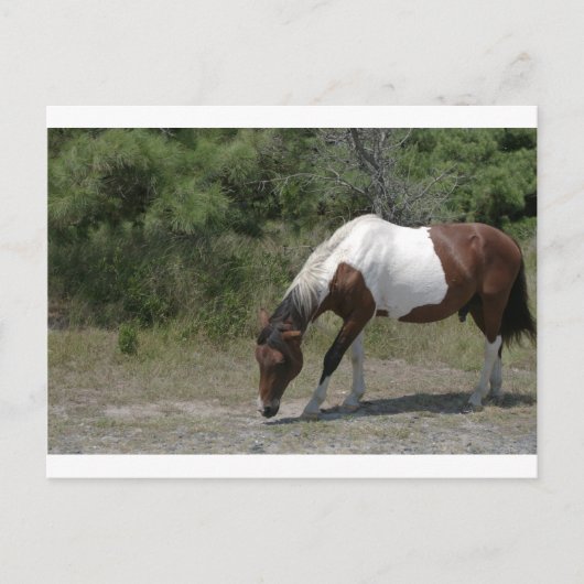 Chincoteague Pony Briefkaart (Voorkant)
