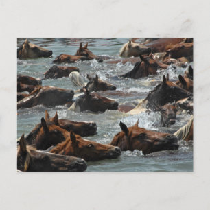 Chincoteague Pony Swim Briefkaart