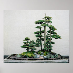Chinees Juniper Bonsai Forest Poster