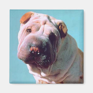 Chinees Shar-Pei Magneet