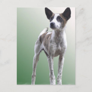 Chinees Show Dog Briefkaart