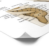 Chinees systeem van auriculaire ear Acupunctuur Poster (Hoek)