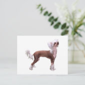 Chinese Crested Briefkaart (Staand voorkant)