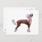 Chinese Crested Briefkaart (Voorkant / Achterkant)