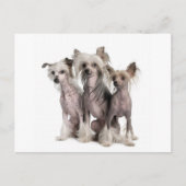 Chinese Crested Briefkaart (Voorkant)