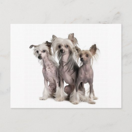Chinese Crested Briefkaart (Voorkant)