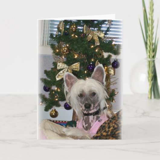 Chinese Crested Christmas Kaart (Voorkant)