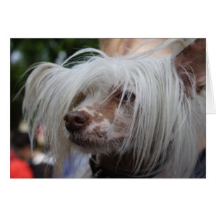 Chinese Crested Dog