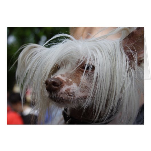 Chinese Crested Dog (Voorkant Horizontaal)