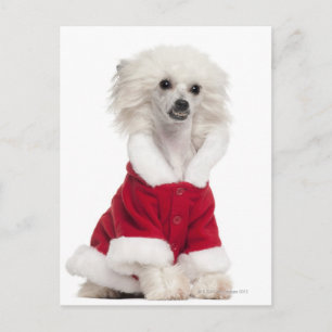 Chinese Crested Dog (1 jaar oud) met een Briefkaart