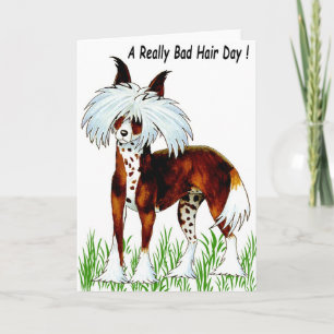 Chinese Crested Dog, Bad Hair Day Kaart