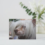Chinese Crested Dog Briefkaart (Staand voorkant)