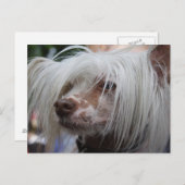 Chinese Crested Dog Briefkaart (Voorkant / Achterkant)