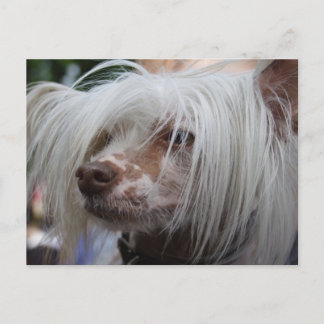 Chinese Crested Dog Briefkaart