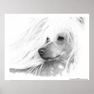 Chinese Crested Dog Poster