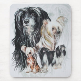 Chinese Crested Ghost Muismat