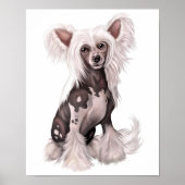 Chinese Crested Hairless Sit Poster (Voorkant)