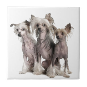 Chinese Crested Tegeltje