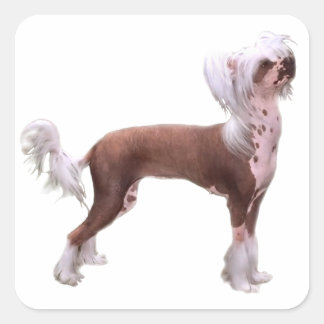 Chinese Crested Vierkante Sticker