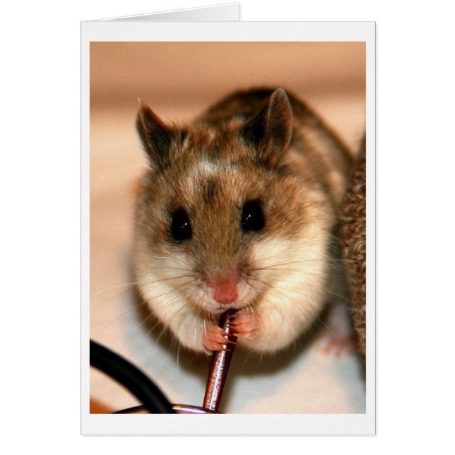 Chinese Dwaf Hamster (Voorkant)