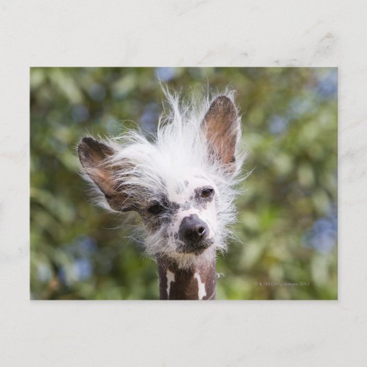 CHINESE GESCHIEDTE DOG (HAIRLESS) BRIEFKAART (Voorkant)