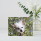 CHINESE GESCHIEDTE DOG (HAIRLESS) BRIEFKAART (Staand voorkant)