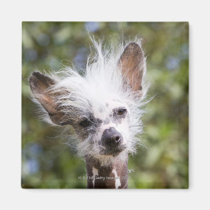 CHINESE GESCHIEDTE DOG (HAIRLESS) MAGNEET