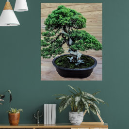 Chinese Jeneverbes Bonsai Boom Poster