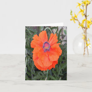 Chinese papaver... kaart