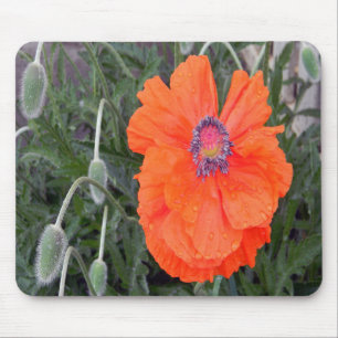 Chinese papaver.... muismat