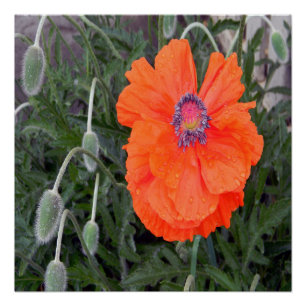 Chinese papaver.... perfect poster