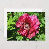 Chinese pony-bloem briefkaart (Voorkant / Achterkant)