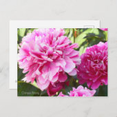 Chinese pony [Briefkaart] Briefkaart (Voorkant / Achterkant)