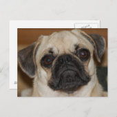Chinese pug briefkaart (Voorkant / Achterkant)
