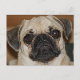 Chinese pug briefkaart