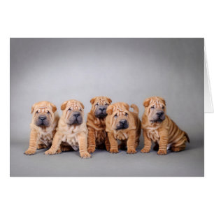 Chinese puppies met Shar pei