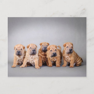Chinese puppies met Shar pei Briefkaart