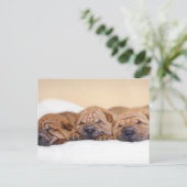 Chinese puppies met Shar pei Briefkaart (Staand voorkant)