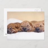 Chinese puppies met Shar pei Briefkaart (Voorkant / Achterkant)